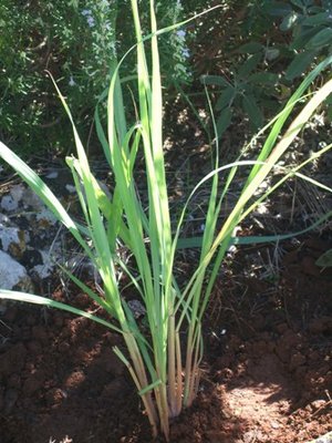 lemon grass.JPG