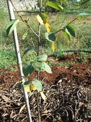 amelanchier 1.JPG