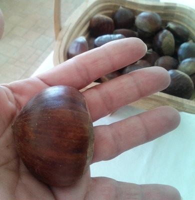 castagne.jpg