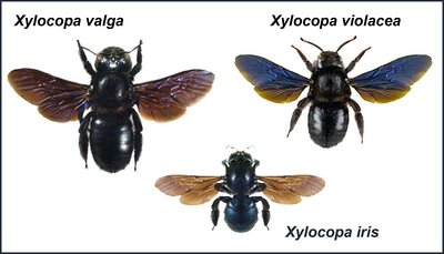 1 - TAVOLA -SPECIE-XYLOCOPA.jpg