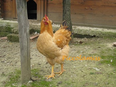 gallo di Robusta Lionata - IMG_1860.jpg