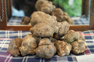 Immagine Tartufo 2012 064.jpg