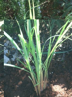 lemon grass.JPG