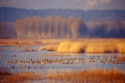 Riserva Naturale del Padule di Fucecchio.jpg