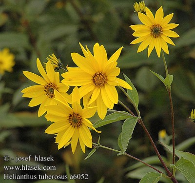 helianthus_tuberosus_a60521.jpg