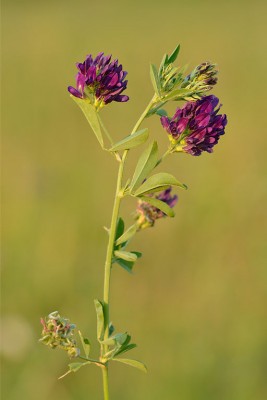 512px-Medicago_sativa_-_harilik_lutsern_Keilas.jpg