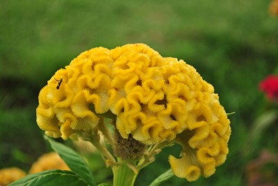 800px-Celosia_cristataII.jpg