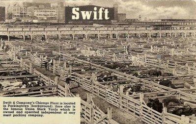 POSTCARD - CHICAGO - SWIFT PLANT PACKINGTOWN - UNION STOCK YARD CATTLE PENS - BEAUTIFUL - EARLY.jpg