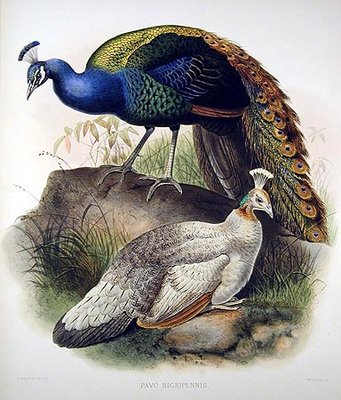 ep_pavo_nigripennis.jpg