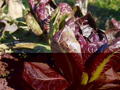 Radicchio-1.jpg