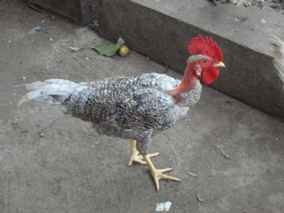 1369727003_513792443_3-RARE-Naked-Neck-Turken-chicken-nadan-poovan-Kochi.jpg