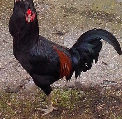 gallo - Copia.jpg