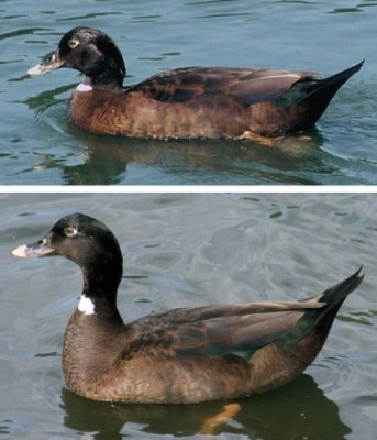 wildMallardmuscvyhybcomp.jpg