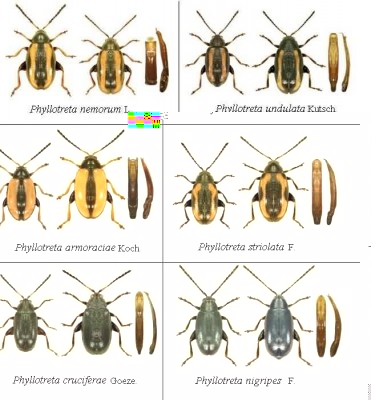 Phyllotreta.jpg