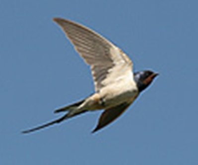 preview-hirundo-rustica-28862.jpg