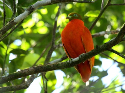 Orange Fruit Dove.JPG