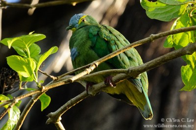 Blue-capped Fruit Dove.jpg