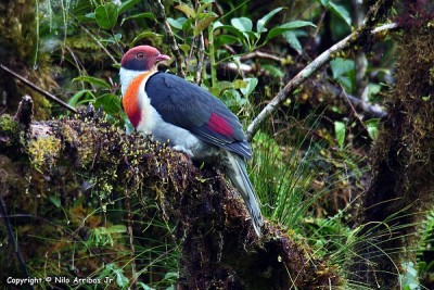 Flame-breasted Fruit Dove.jpg