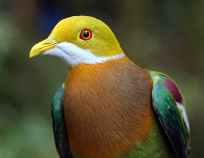 Ornate Fruit Dove.jpg