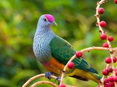 Rose crowned Fruit Dove.jpg