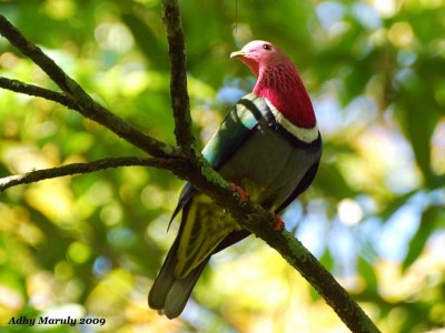 Pink-headed Fruit Dove.jpg