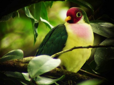 Jambu Fruit Dove.jpg