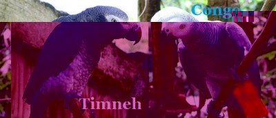 Congo-and-Timneh-Parrots.jpg