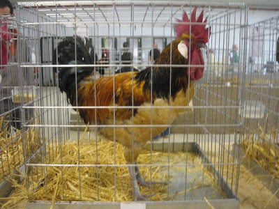 800px-Gallo_andaluz_morucho.jpg