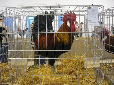 800px-Gallo_andaluz_perdiz.jpg