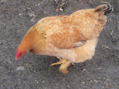 gallina 2.JPG