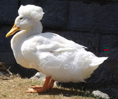 Crested_Duck_by_Etinogard.jpg