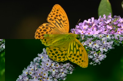 Nymphalidae-Argynnis paphia.jpg