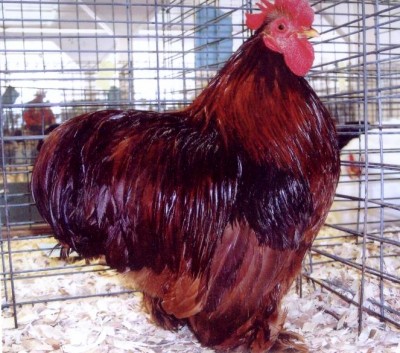 red_cochin_bantam_roo.jpg