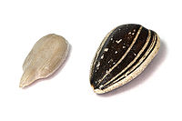 200px-Sunflower_Seeds_Kaldari.jpg