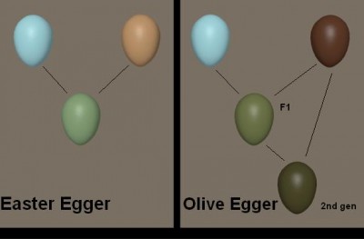 Olive egger.jpeg