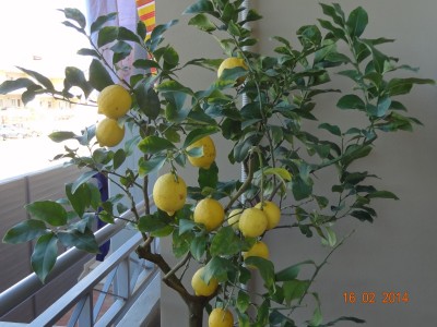 limone1.jpg