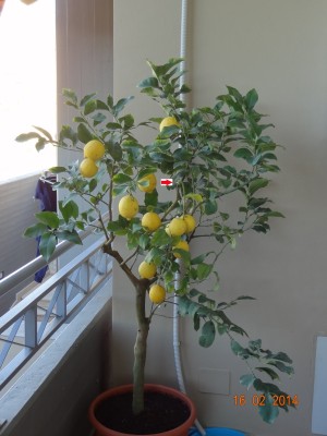 limone1b.jpg