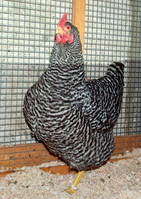 gallina barrata.jpg