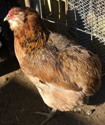 Gallina araucana M.jpg