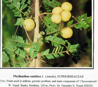 Phyllanthus-emblica.jpg