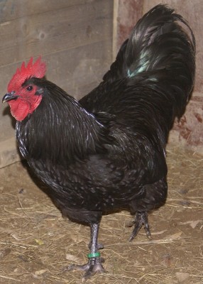 austral Gallo agr.jpg