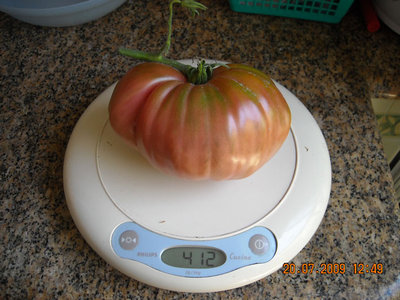 pomodoro di 412 gr.jpg