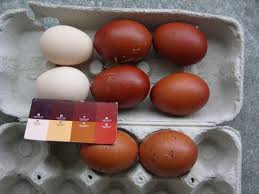 colorazione marans.jpg