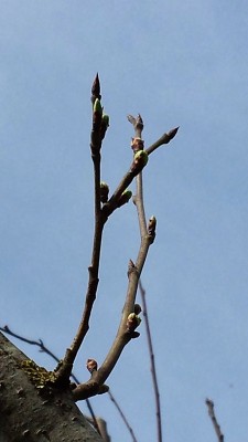 20140315_Albero 4.jpg