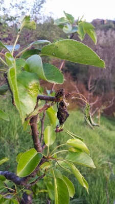 20140407_pero vecchio giardino.jpg