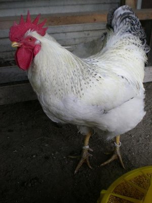 Gallo Delaware.JPG