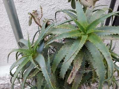 Aloe 2.jpg