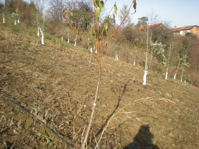 alberi 002.jpg