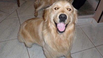 Golden Retriever (3).JPG