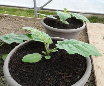 Pianta di solanum nate da seme in vaso sotto tunnel.jpg